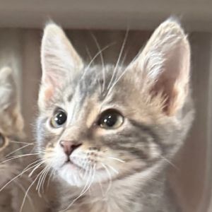 May is at Petsmart Grand Junction, Baby Female Domestic Short Hair