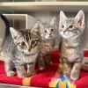 May is at Petsmart Grand Junction photo 4