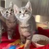 May is at Petsmart Grand Junction photo 6