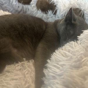 Moe, Young Male Domestic Short Hair