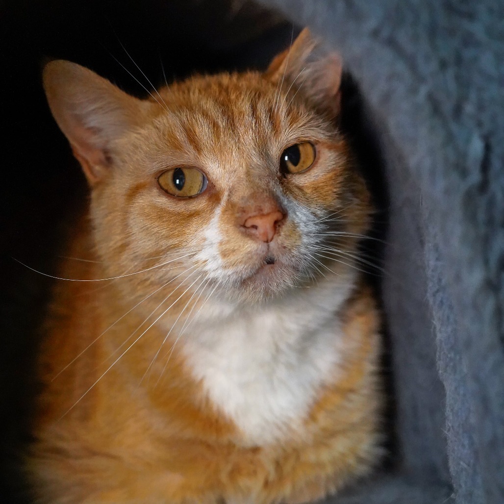 Orange Kitty