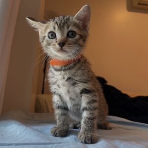 English Muffin Domestic Short Hair Cat
