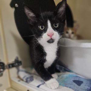 Honey Bear, Baby Male Domestic Short Hair