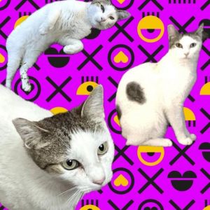 Tinker, Adult Female Domestic Short Hair