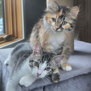Rebecca (Becca), Baby Female Domestic Short Hair