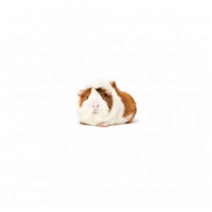 Gary Guinea Pig Small & Furry