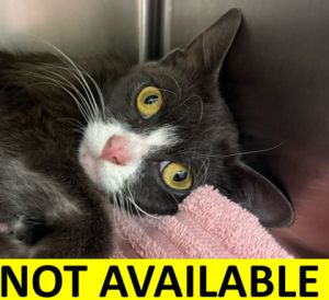 RL-Mom1, Young Female Domestic Short Hair