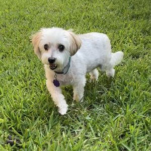 Bella Bear Maltese Dog