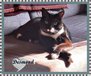 DESMOND, Senior Male unknown