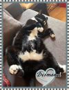 DESMOND photo 3
