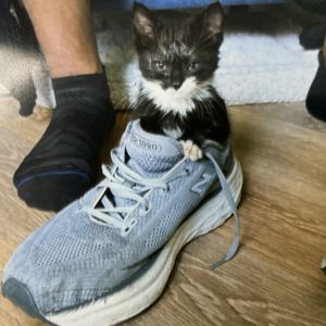 Viper Domestic Short Hair Cat