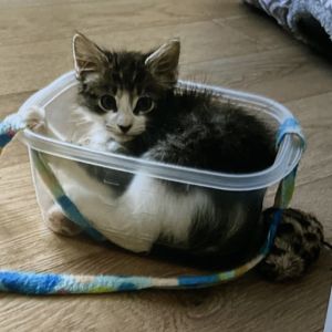 Tigress Domestic Short Hair Cat