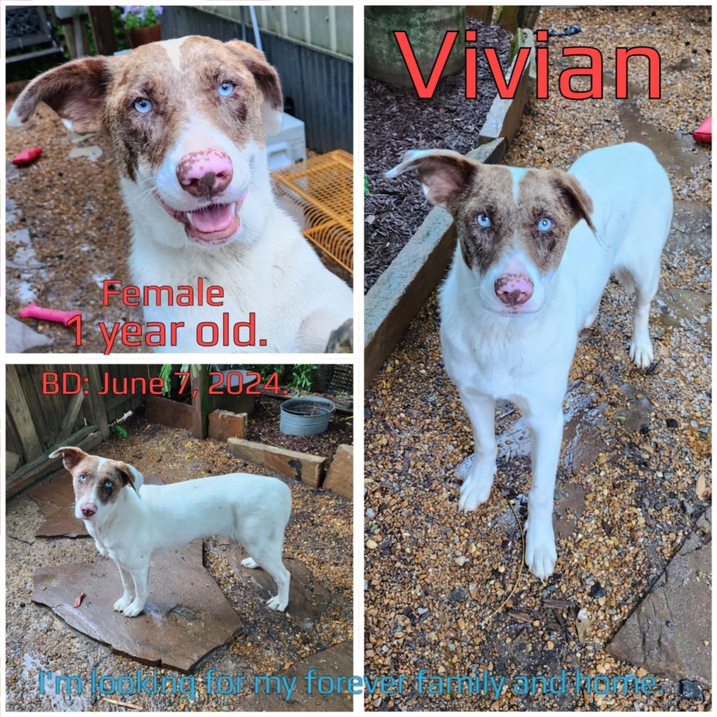 Vivian