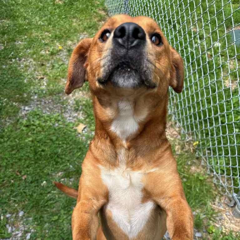 Kohl