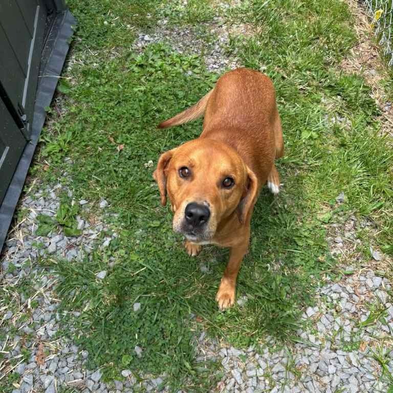 Kohl