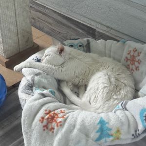 Jasmine, Senior Female Domestic Short Hair