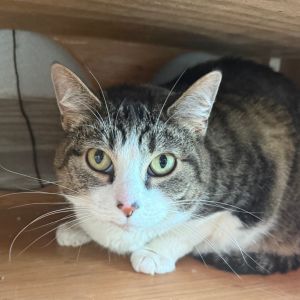 Queenie, Adult Female American Shorthair