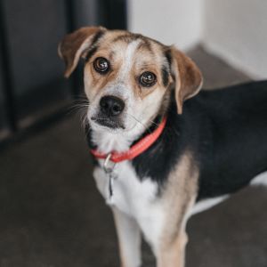 Fuzzbert Beagle Dog
