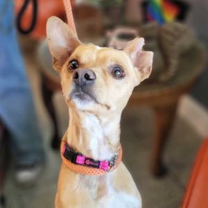 Taquito is a hillarious quirky chihuahua mix who will keep you entertained and laughing all day long