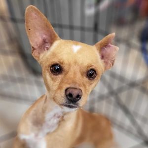 Taquito is a young quirky guy with a big personality Hes full of energy loves being close to his