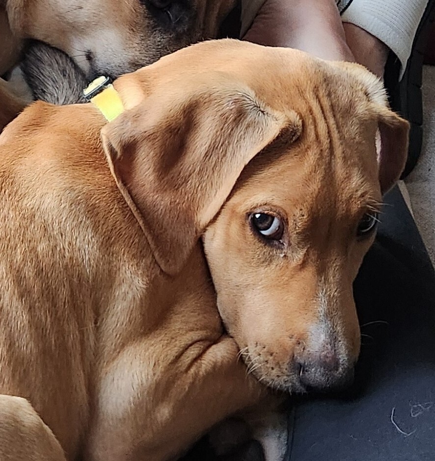 Pup Vanilla