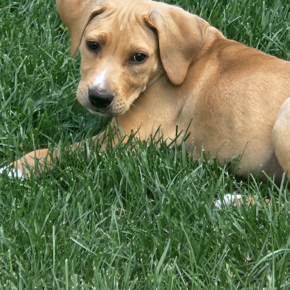 Pup Vanilla