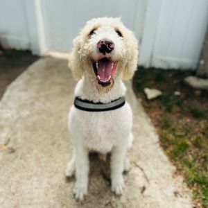 Gus - Home to Home, Adult Male unknown