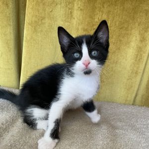 Aki 9, Baby Male Domestic Short Hair