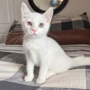 Coco, Baby Male Domestic Medium Hair
