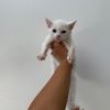 Coco photo 2