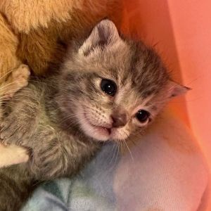Birdie, Baby Female Domestic Short Hair