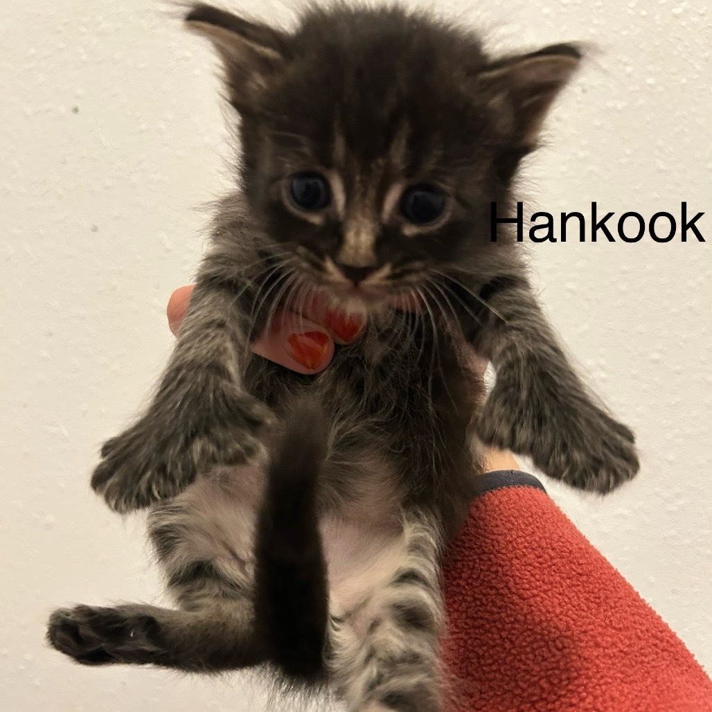 Hankook, an adoptable Domestic Long Hair in Kenai, AK, 99611 | Photo Image 1