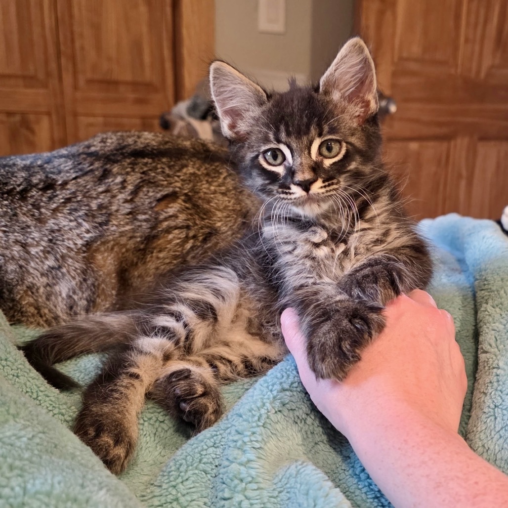 Hankook, an adoptable Domestic Long Hair in Kenai, AK, 99611 | Photo Image 2