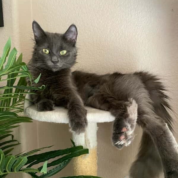 Baby Cat F NV, an adoptable Domestic Medium Hair in Las Vegas, NV, 89145 | Photo Image 1
