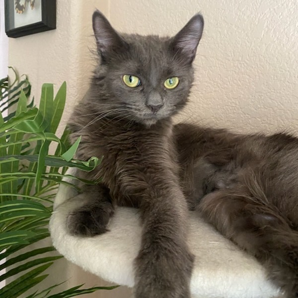 Baby Cat F NV, an adoptable Domestic Medium Hair in Las Vegas, NV, 89145 | Photo Image 2