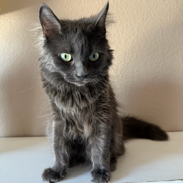 Baby Cat F NV, an adoptable Domestic Medium Hair in Las Vegas, NV, 89145 | Photo Image 3