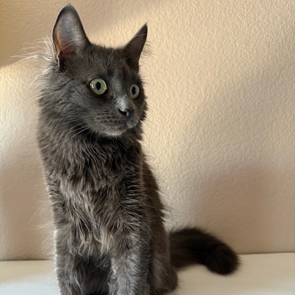 Baby Cat F NV, an adoptable Domestic Medium Hair in Las Vegas, NV, 89145 | Photo Image 4