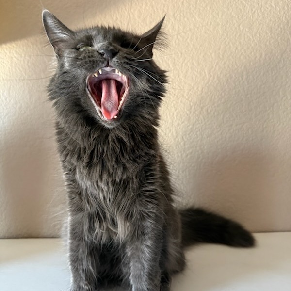 Baby Cat F NV, an adoptable Domestic Medium Hair in Las Vegas, NV, 89145 | Photo Image 6