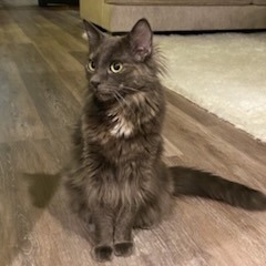 Paisley Cat F NV, an adoptable Domestic Short Hair in Las Vegas, NV, 89145 | Photo Image 1