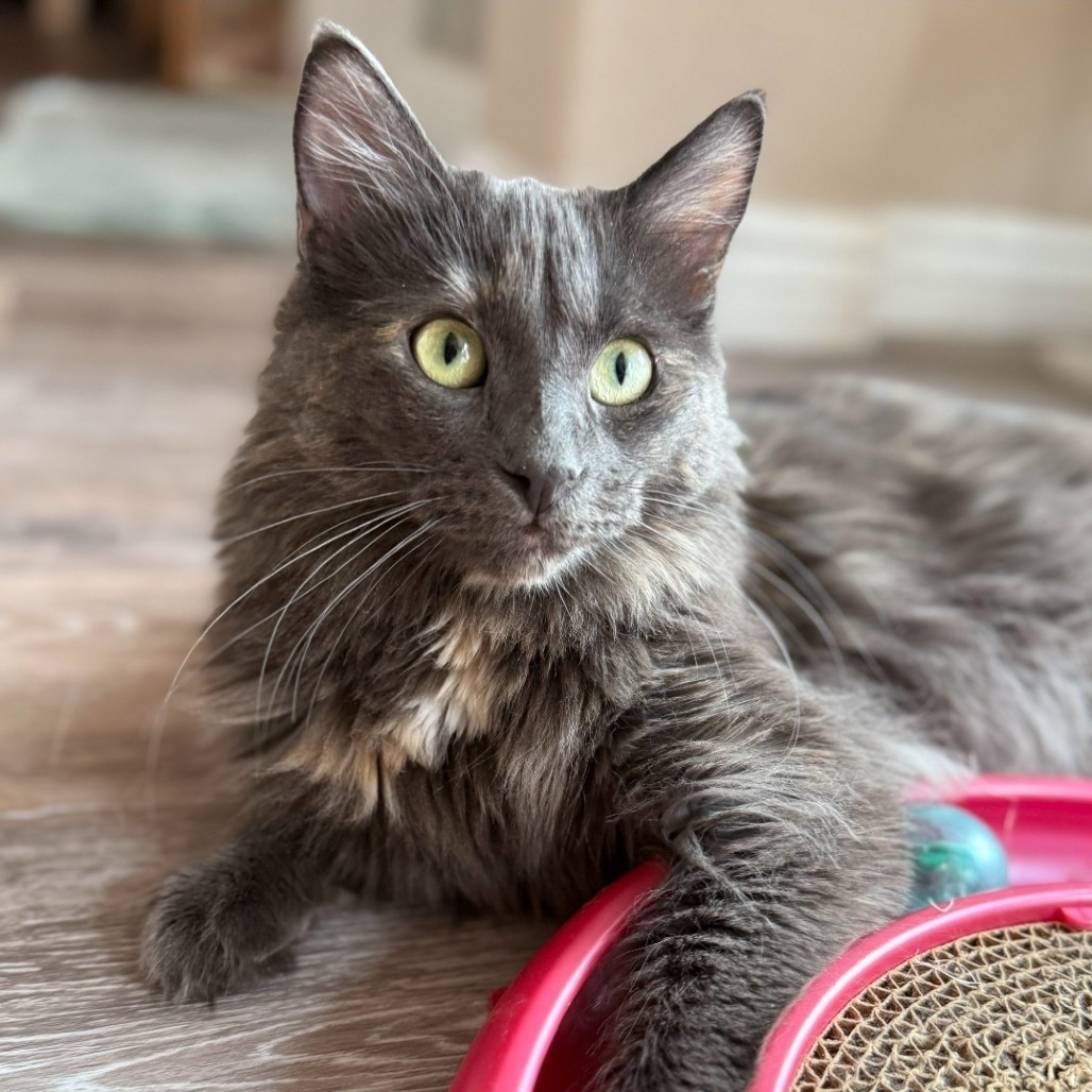 Paisley Cat F NV, an adoptable Domestic Short Hair in Las Vegas, NV, 89145 | Photo Image 1