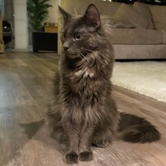 Paisley Cat F NV, an adoptable Domestic Short Hair in Las Vegas, NV, 89145 | Photo Image 2