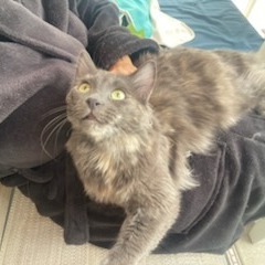 Paisley Cat F NV, an adoptable Domestic Short Hair in Las Vegas, NV, 89145 | Photo Image 3