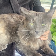 Paisley Cat F NV, an adoptable Domestic Short Hair in Las Vegas, NV, 89145 | Photo Image 5