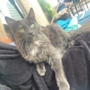 Paisley Cat F NV, an adoptable Domestic Short Hair in Las Vegas, NV, 89145 | Photo Image 5