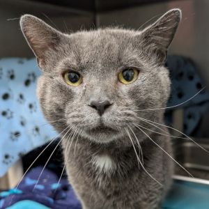 Nick, Adult Male Domestic Short Hair