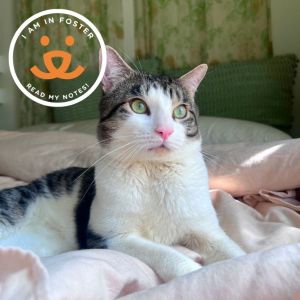 Sutter is currently in foster care and ready for adoption via our virtual process Learn more about 