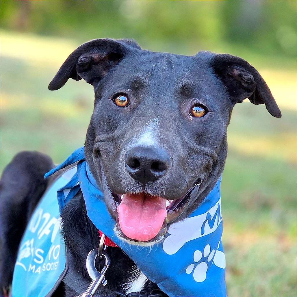 Gordie, an adoptable Labrador Retriever, Pit Bull Terrier in Mount Shasta, CA, 96067 | Photo Image 1