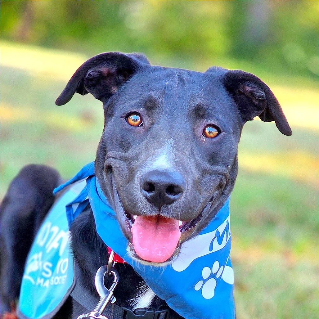 Gordie, an adoptable Labrador Retriever, Pit Bull Terrier in Mount Shasta, CA, 96067 | Photo Image 1