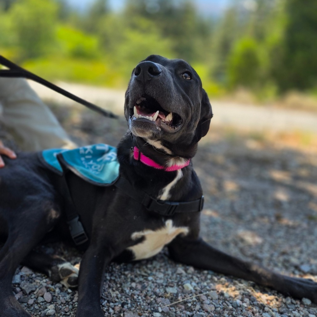 Gordie, an adoptable Labrador Retriever, Pit Bull Terrier in Mount Shasta, CA, 96067 | Photo Image 3