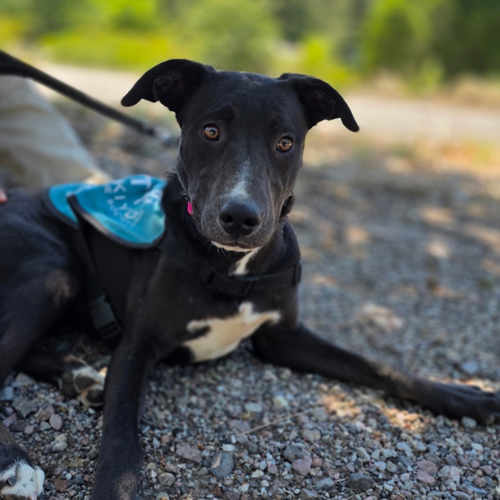 Gordie, an adoptable Labrador Retriever, Pit Bull Terrier in Mount Shasta, CA, 96067 | Photo Image 4